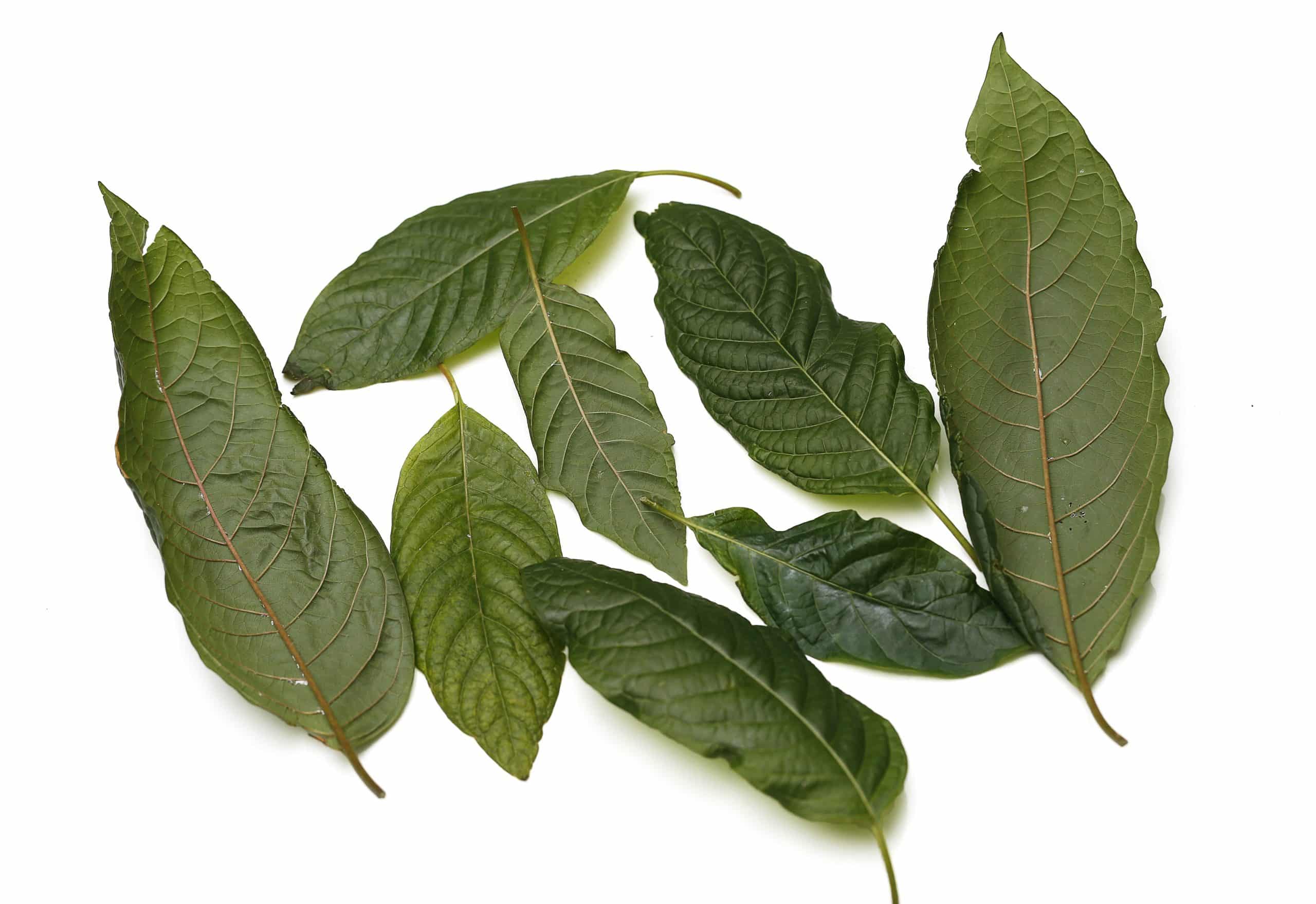 Dried kratom leaves